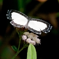 RIODINIDAE, Nymphidium chione